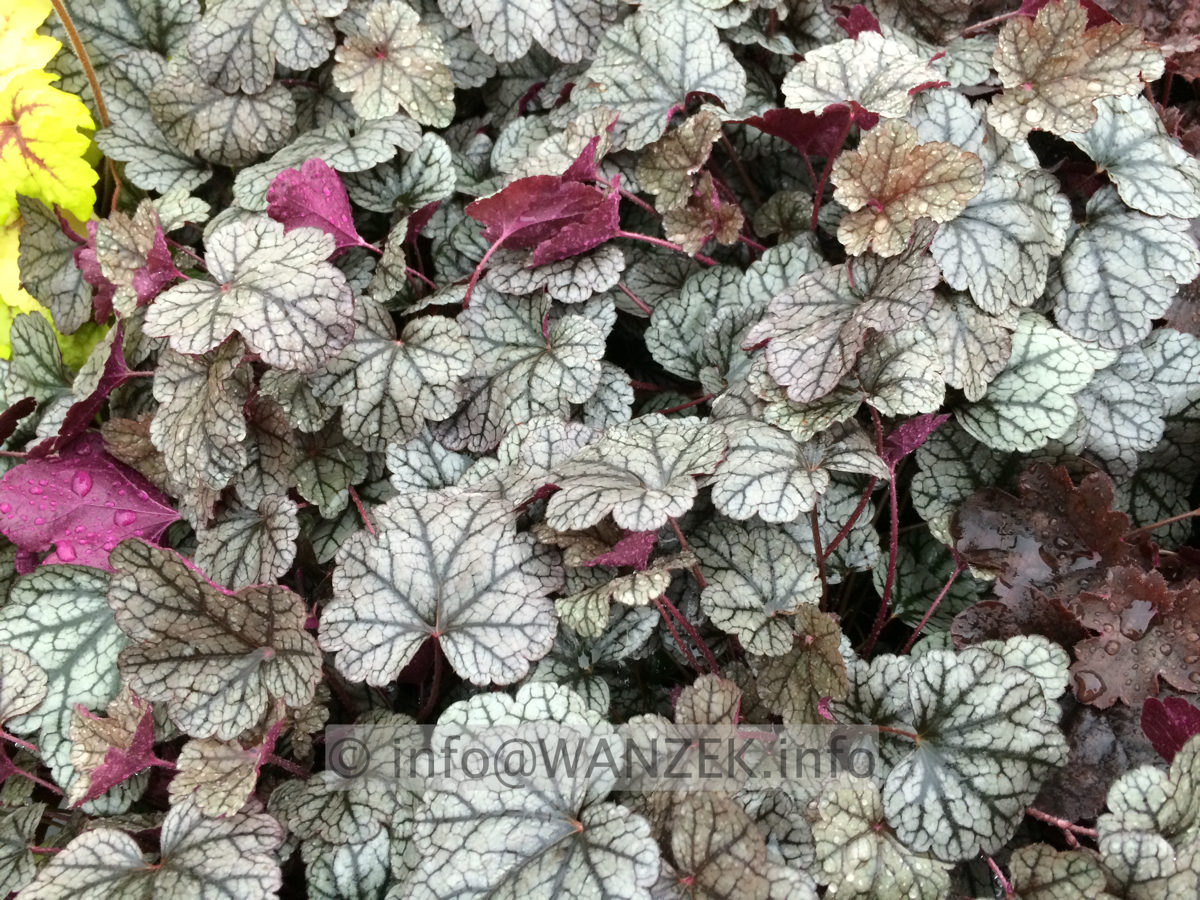 Heuchera Hybride Cinnabar Silver 03.JPG
